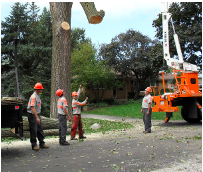 tree service